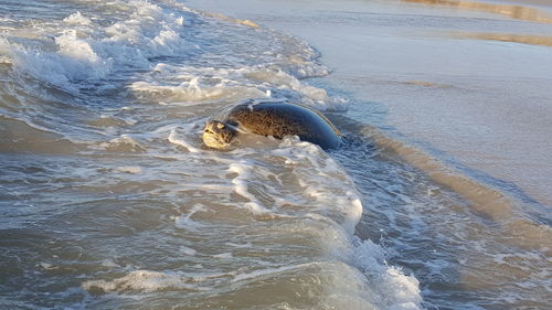 High angle view of turtle swimming in sea