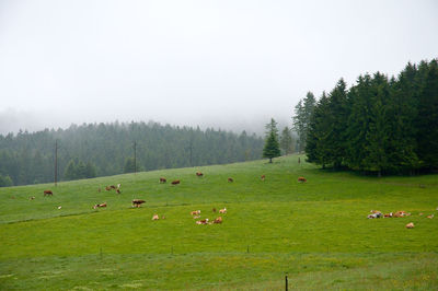 Meadow with cows in a foggy black forest