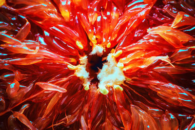 Full frame shot of red flower