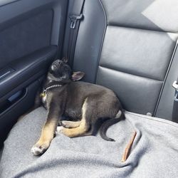 Dog sitting in car