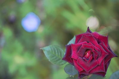 Close-up of rose against blurred background