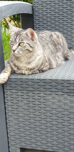 Portrait of cat resting outdoors