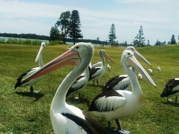 Trees on grassy field