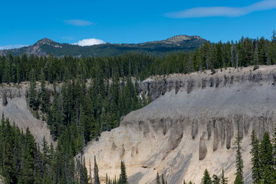 Scenic view of pine trees against sky