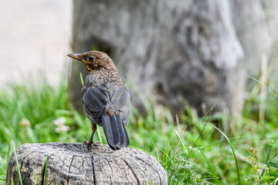 Close-up of bird perching on tree trunk