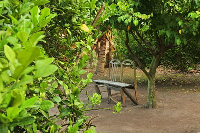 Bench in park