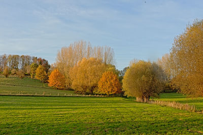 Trees on field against sky during autumn