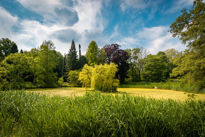 Scenic view of trees on field against sky