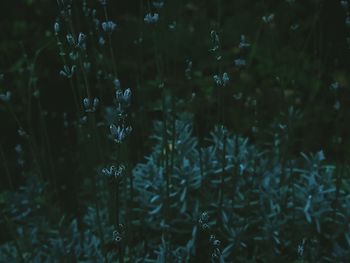 Close-up of water drops on plants during winter