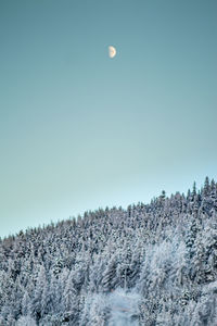 Moon under snow winter mountains forest 