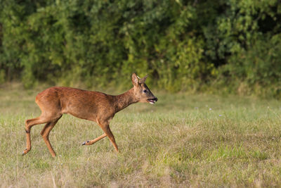 Side view of deer standing on field