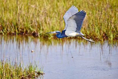 View of a bird flying over calm water