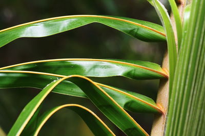 Close-up of green plant