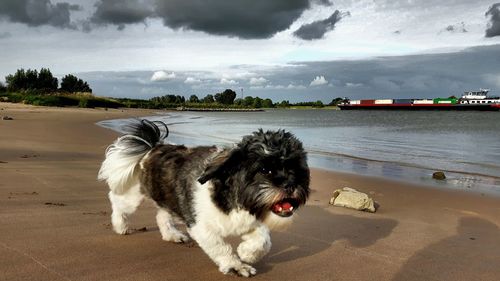 Portrait of dog walking at beach against sky