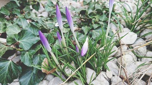 High angle view of crocus blooming outdoors