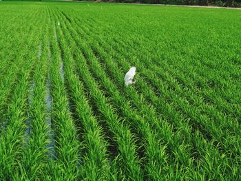 Trees on grassy field