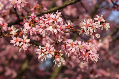 Close-up of cherry blossoms in spring