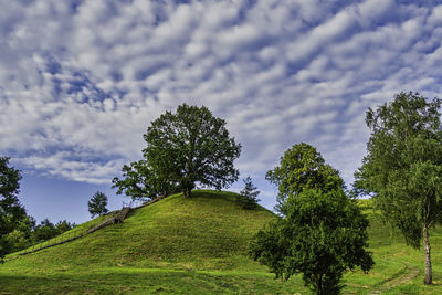 Trees on field against sky