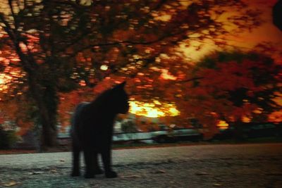 Man standing by tree at night