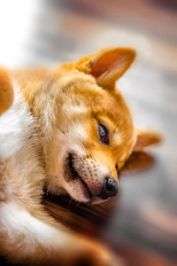 Close-up of a dog looking away