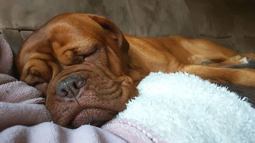 Close-up of dog sleeping at home