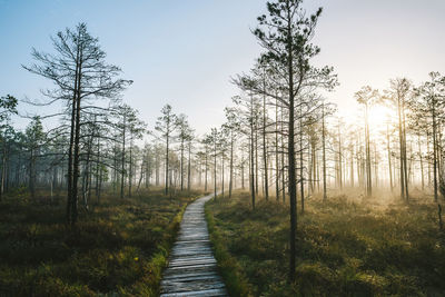 View of trail along trees