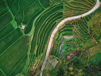 High angle view of rice paddy