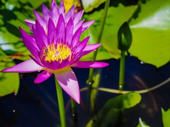 Close-up of water lily in pond