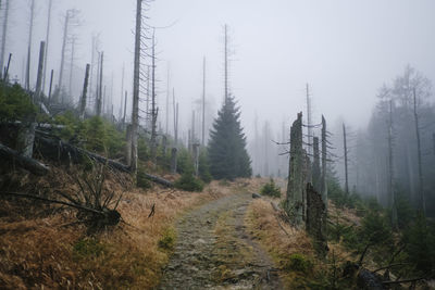 Pine trees in forest against sky