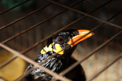 Close-up of a cage bird