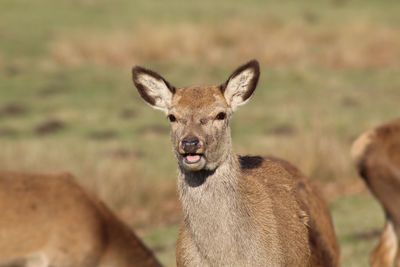 Portrait of deer on field