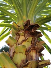 Close-up of coconut palm tree