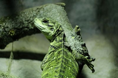 High angle view of green lizard on wood at lisbon zoo