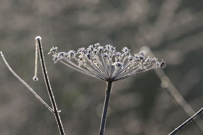 Close-up of wilted plant during winter