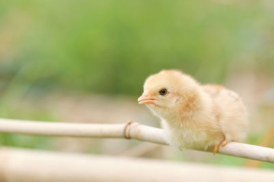 Close-up of a bird