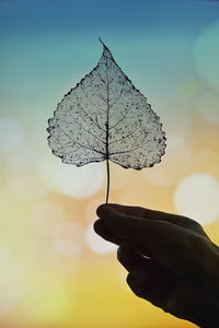 Abstract dry transparent poplar leaf in nature