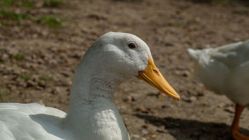 Close-up of a bird