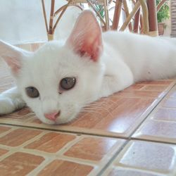 Close-up portrait of white cat on floor