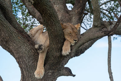 Low angle view of cat on tree