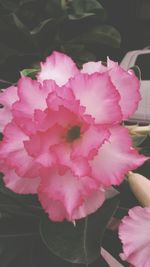 Close-up of pink flowers