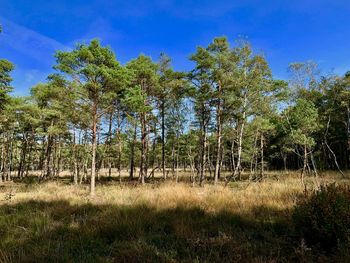 Trees on field against sky