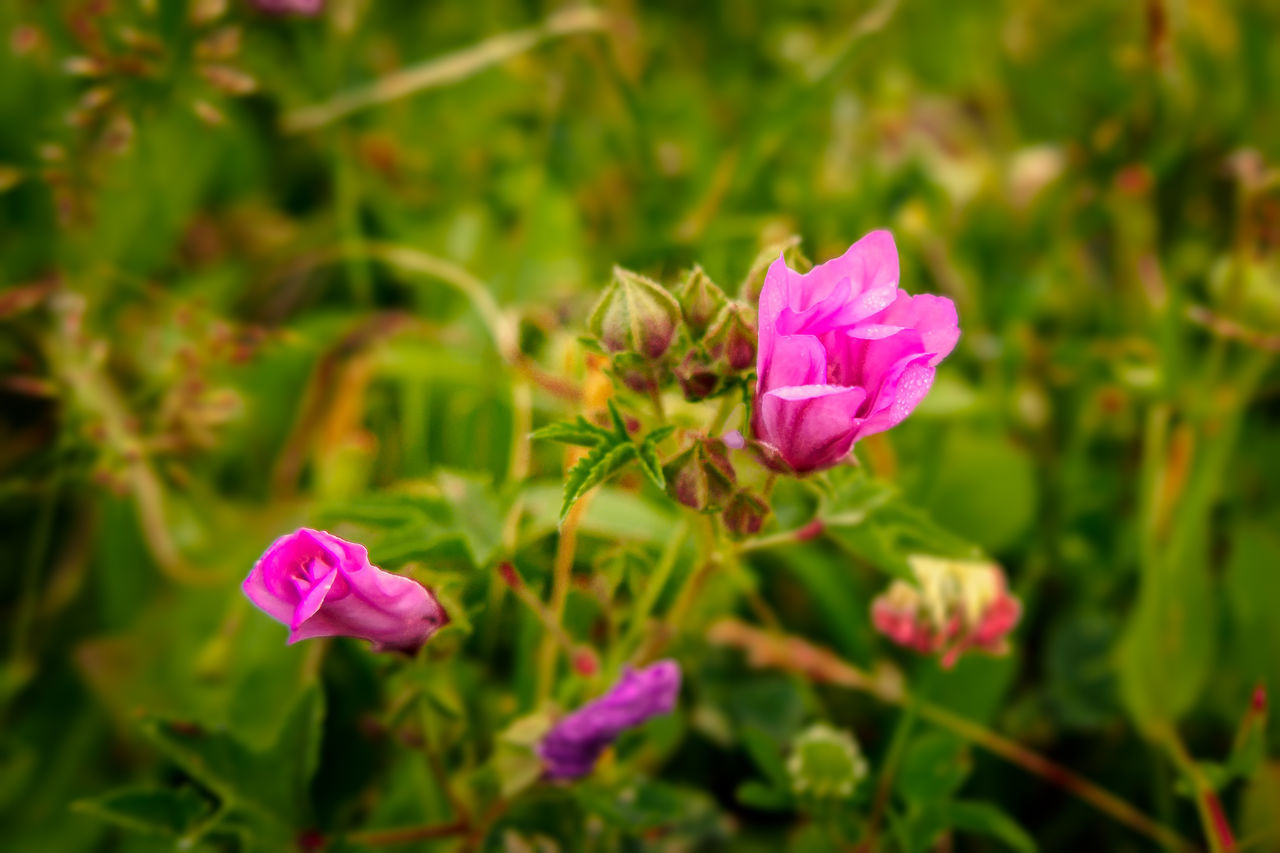 CLOSE-UP OF PINK FLOWER AGAINST PLANTS