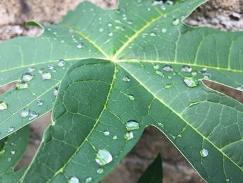 Close-up of raindrops on leaves