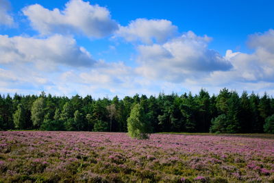 Scenic view of field by trees against sky