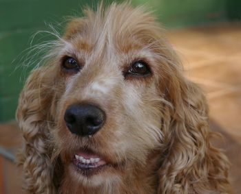 Close-up portrait of dog