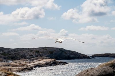 Seagull flying over sea