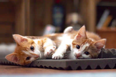 Portrait of cat relaxing on bed