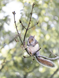 Close-up of squirrel on tree