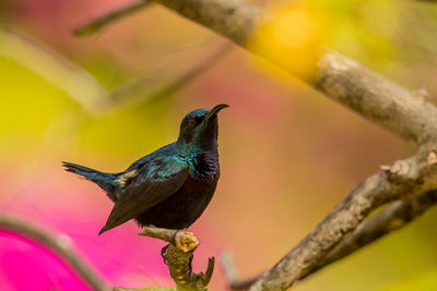 Close-up of bird perching on branch