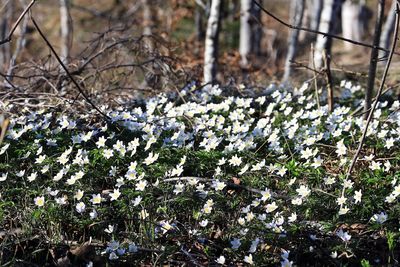 Close-up of white flowering plants on field